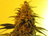 Imagen de KaLiPorNia (Fruity Chronic Juice)