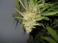 Imagen de DrHustleton (Sugar Black Rose)