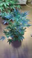 Imagen de amart (Sugar Black Rose Auto)