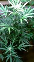 Imagen de amart (Sugar Black Rose Auto)