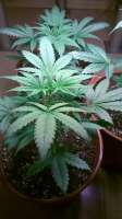 Imagen de amart (Sugar Black Rose Auto)