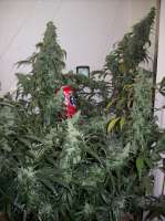 Imagen de nobodyuknow (Sugar Black Rose Auto)