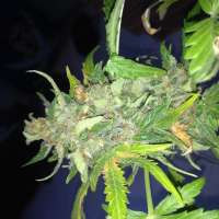 Imagen de GuerillaPsycho (Amnesia XXL Autoflowering)