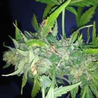 Imagen de GuerillaPsycho (Amnesia XXL Autoflowering)