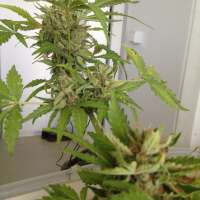 Imagen de GuerillaPsycho (Amnesia XXL Autoflowering)