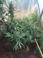 Imagen de torti4 (Amnesia XXL Autoflowering)