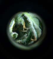 Imagen de mitri (Amnesia XXL Autoflowering)