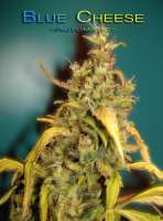 Imagen de StrainTrain (Blue Cheese Autoflowering)