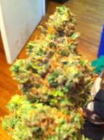 Imagen de drsizzurp69 (Blue Widow)