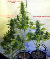 Dinafem Haze XXL Autoflowering - photo réalisée par hoppmann