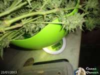 Imagen de cannagrower420 (Industrial Plant)