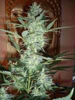 Imagen de merlin (Moby Dick Autoflowering)