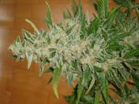 Imagen de scoobysnax (Moby Dick Autoflowering)