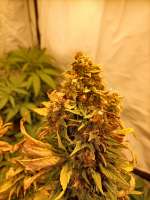 Imagen de Plantie (Moby Dick CBD)