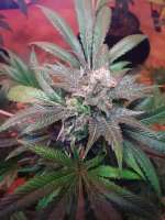 Imagen de BuddyJunior420 (Moby Dick Nr2)