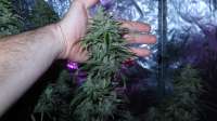 Imagen de ThinkDifferent (Moby Dick XXL Autoflowering)