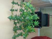 Imagen de Toun51 (OG Kush)