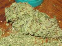 Imagen de mgeezy (OG Kush)