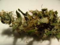 Imagen de mrnicex (Power Kush)