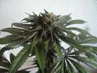 Imagen de merlin (Purple Afghan Kush)