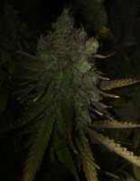 Imagen de LemiAten (Purple Orange CBD)