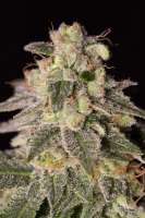 Imagen de SativaFred (Shark Shock CBD)