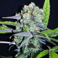 Imagen de SativaFred (Shark Shock CBD)