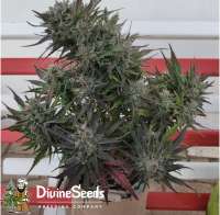 Divine Seeds Auto Deadryder - photo réalisée par DivineSeedsSupport