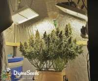 Divine Seeds Auto Kabul - photo réalisée par DivineSeedsSupport