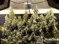 Divine Seeds Auto Kabul - photo réalisée par DivineSeedsSupport