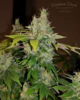 Imagen de HydroOrganicFla (Dominion Diesel)