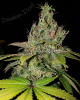 Imagen de HydroOrganicFla (Dominion Diesel)