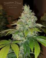 Imagen de HydroOrganicFla (Dominion Diesel)