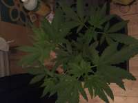 Imagen de Indica2me (The Incredible Bulk)