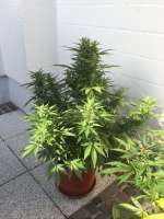 Imagen de dieselhaze (AutoDurban Poison)