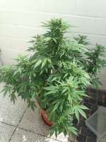 Imagen de dieselhaze (AutoDurban Poison)