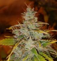 Imagen de BudBro (Auto Critical Orange Punch)