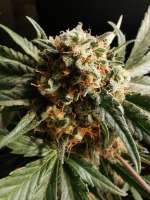 Imagen de GardenShow (Auto Critical Orange Punch)