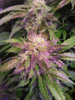 Imagen de sunny2 (Auto Glueberry OG)