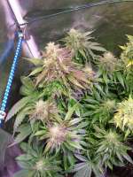 Imagen de sunny2 (Auto Glueberry OG)