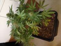 Imagen de GuerillaPsycho (Auto Glueberry OG)