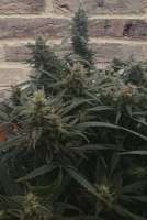 Imagen de dobby (Auto Skywalker Haze)