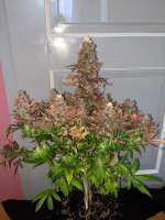 Imagen de NordischbyNature (CBD Charlottes Angel)