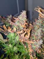 Imagen de NordischbyNature (CBD Charlottes Angel)