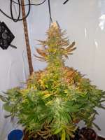 Imagen de NordischbyNature (CBD Charlottes Angel)