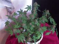 Imagen de nygrr (CBD Skunk Haze)