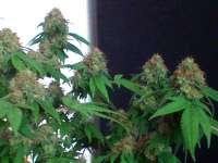 Imagen de nygrr (CBD Skunk Haze)