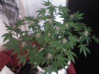 Imagen de nygrr (CBD Skunk Haze)