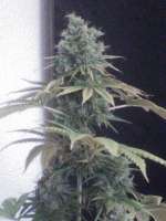 Imagen de nygrr (CBD Skunk Haze)