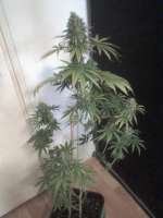 Imagen de nygrr (CBD Skunk Haze)